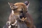 Puma en el Parque Nacional de Amotape