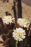 Flores en cactus