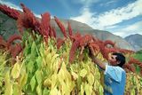 Cultivo de kiwicha en el cañón de Cotahuasi
