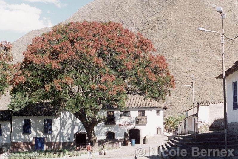 Arbol de pisonay, Andahuaylas