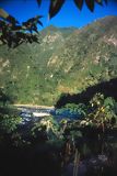 Bosque tropical, Puerto Inca