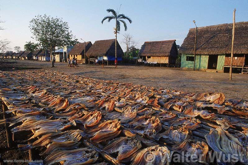 Seca de pescados en Puinahua, Requena