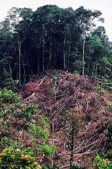 Deforestacin