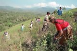 Recolección de hojas de coca a Palma Pampa