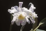 Cattleya híbrida