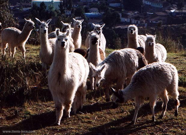 Llamas y alpacas, Cuzco
