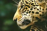 Otorongo o jaguar, Manu