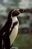 Pingúino de Humboldt, Paracas