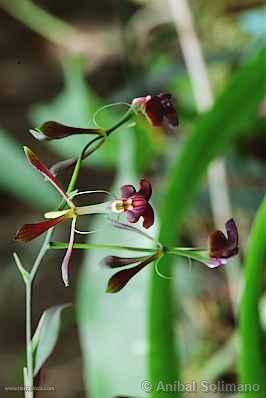 Orquídea en Pozuzo