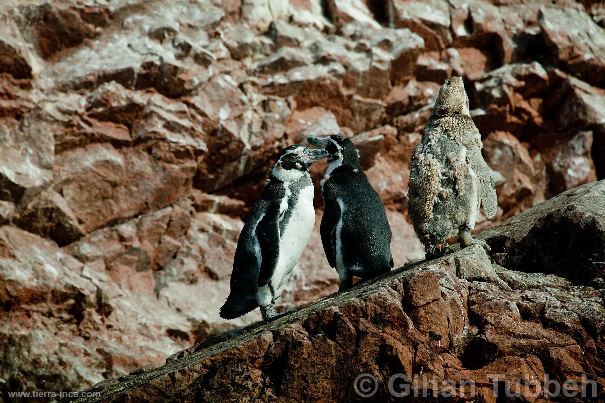 Pinginos de Humboldt