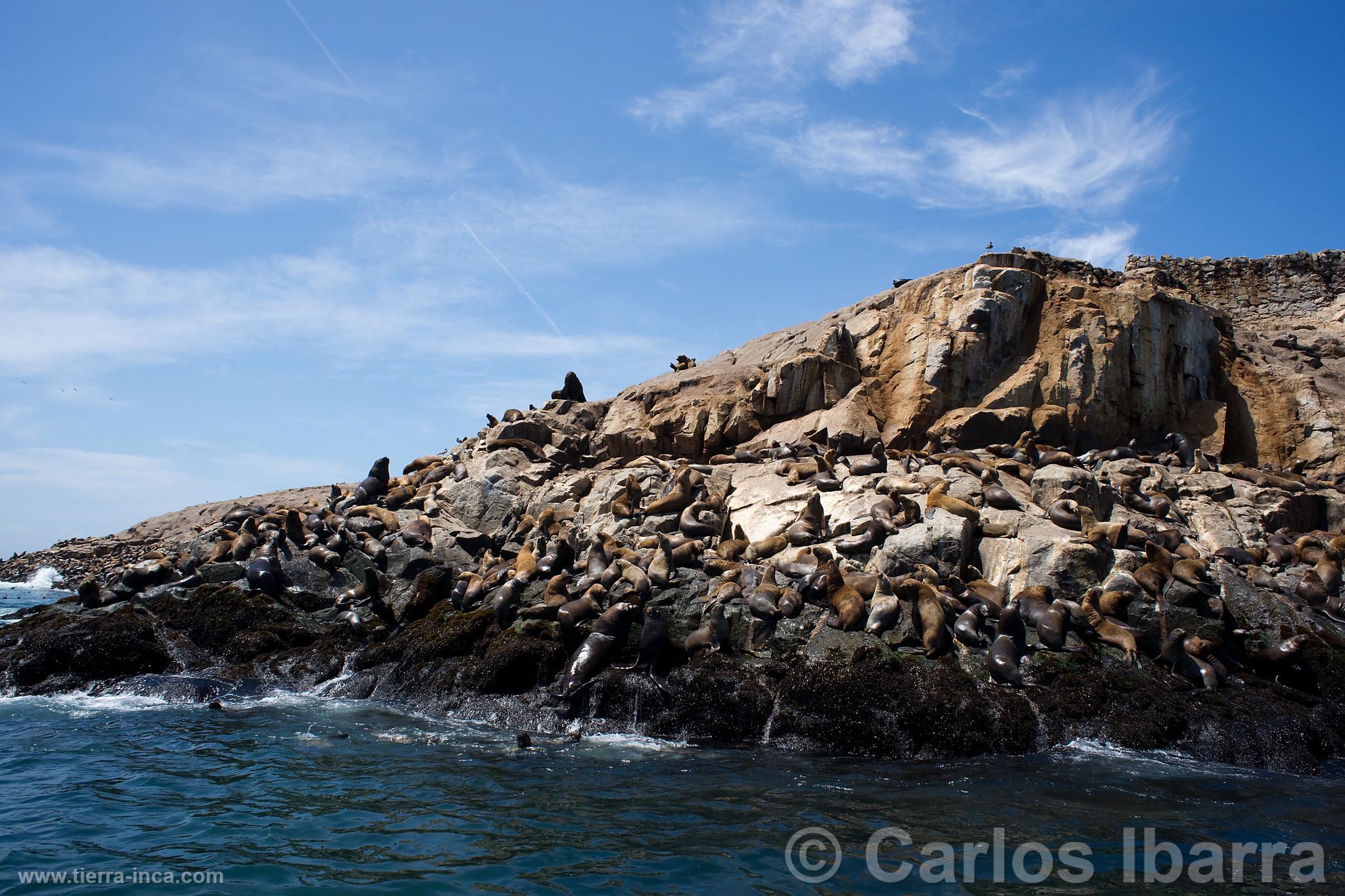 Lobos marinos en las Islas Palomino, Callao