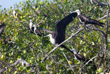 Aves fragata en los manglares de Tumbes