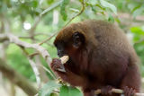 Mono Tocón