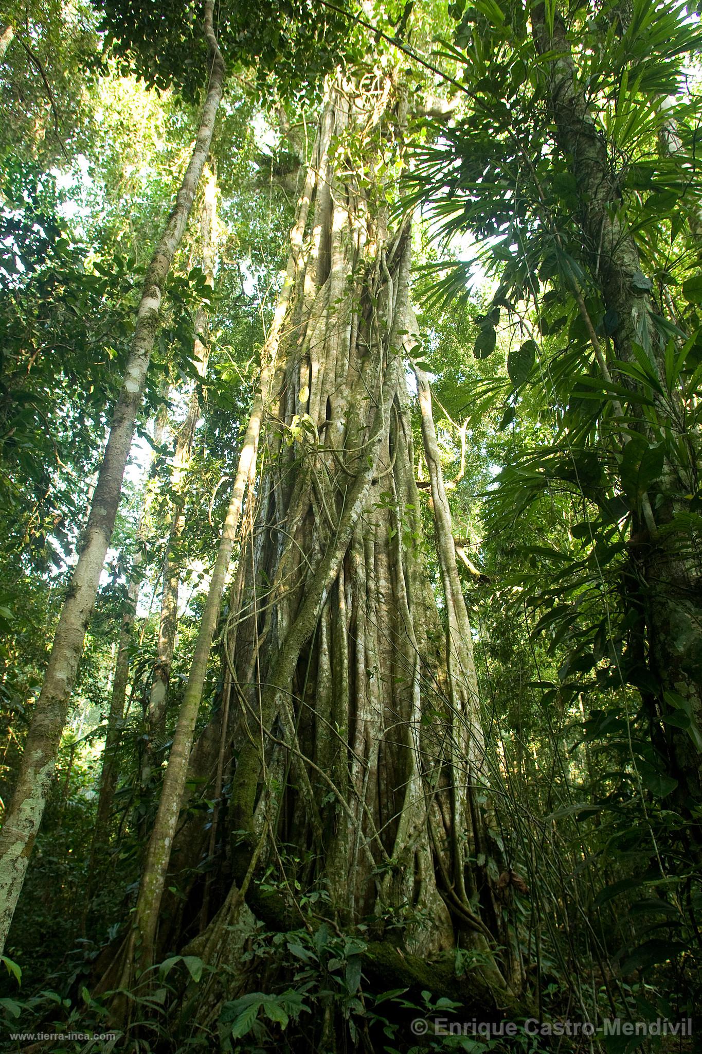 rbol en el Parque Nacional del Manu