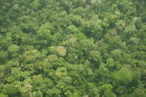 Árboles en el Parque Nacional del Manu