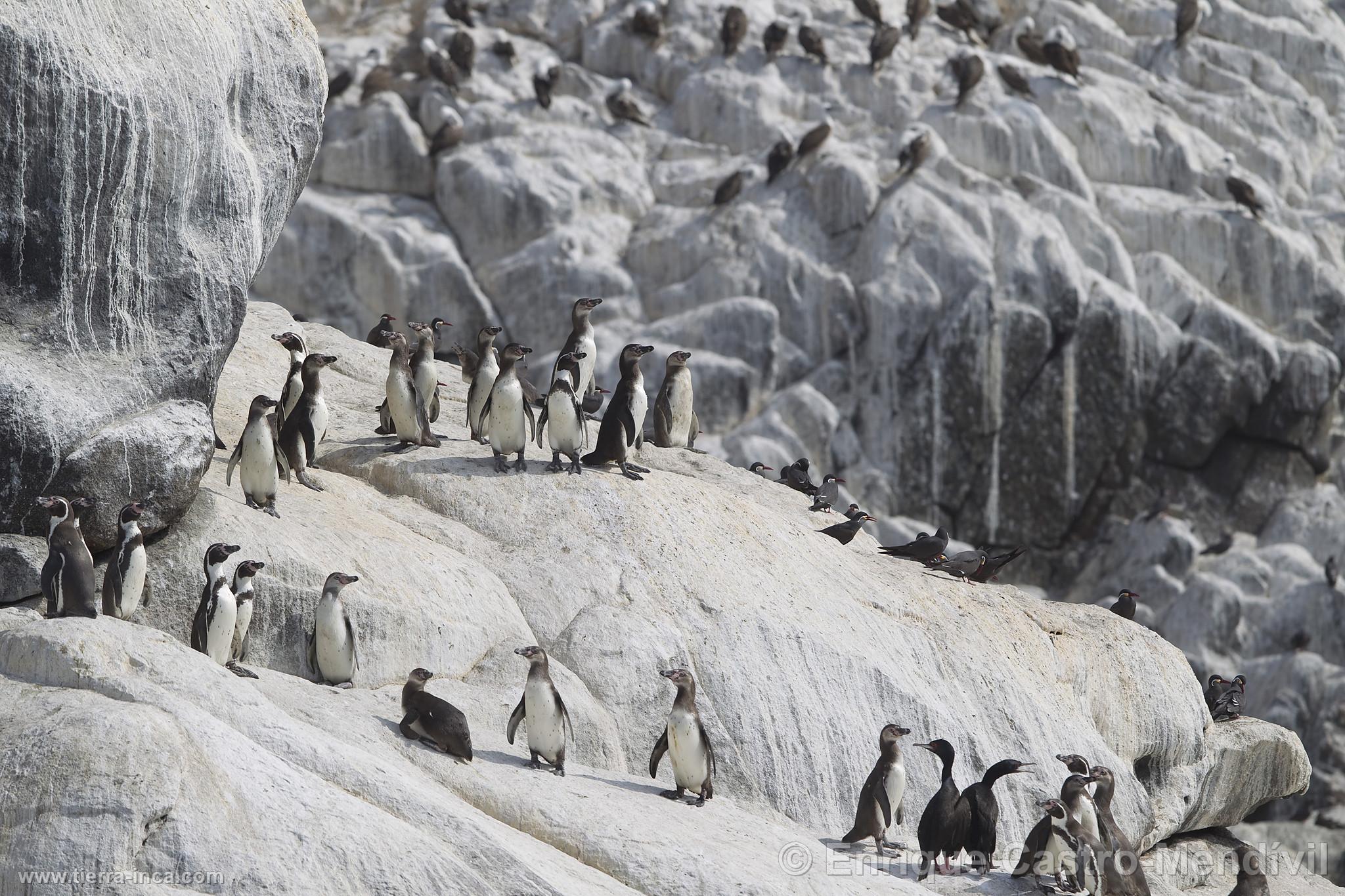 Pinginos de Humbolt en la isla de Asia