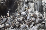 Pelcanos en la isla de Asia