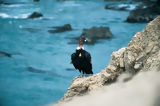 Condor andino en la bahia San Fernando
