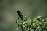 Colibri negro