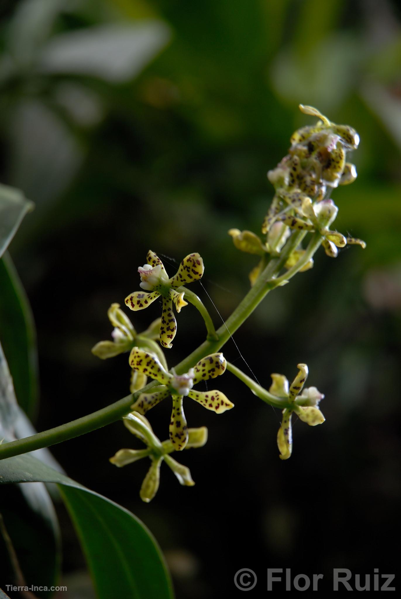 Orquídea