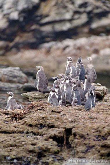 Pingino de Humboldt, Paracas