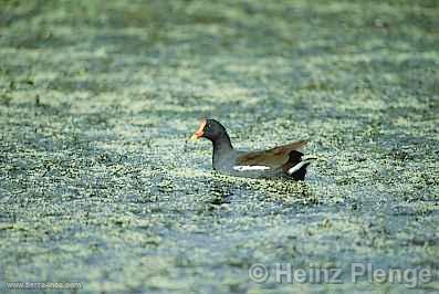 Polla de Agua, lagunas de Meja