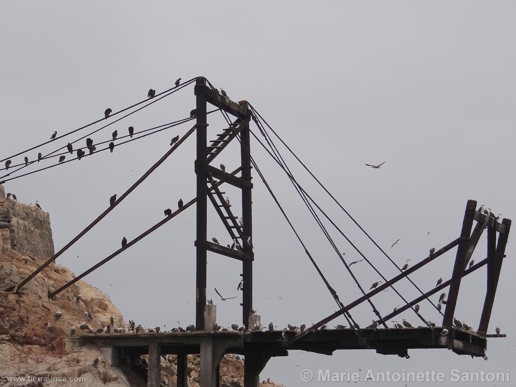 Islas Ballestas, Paracas