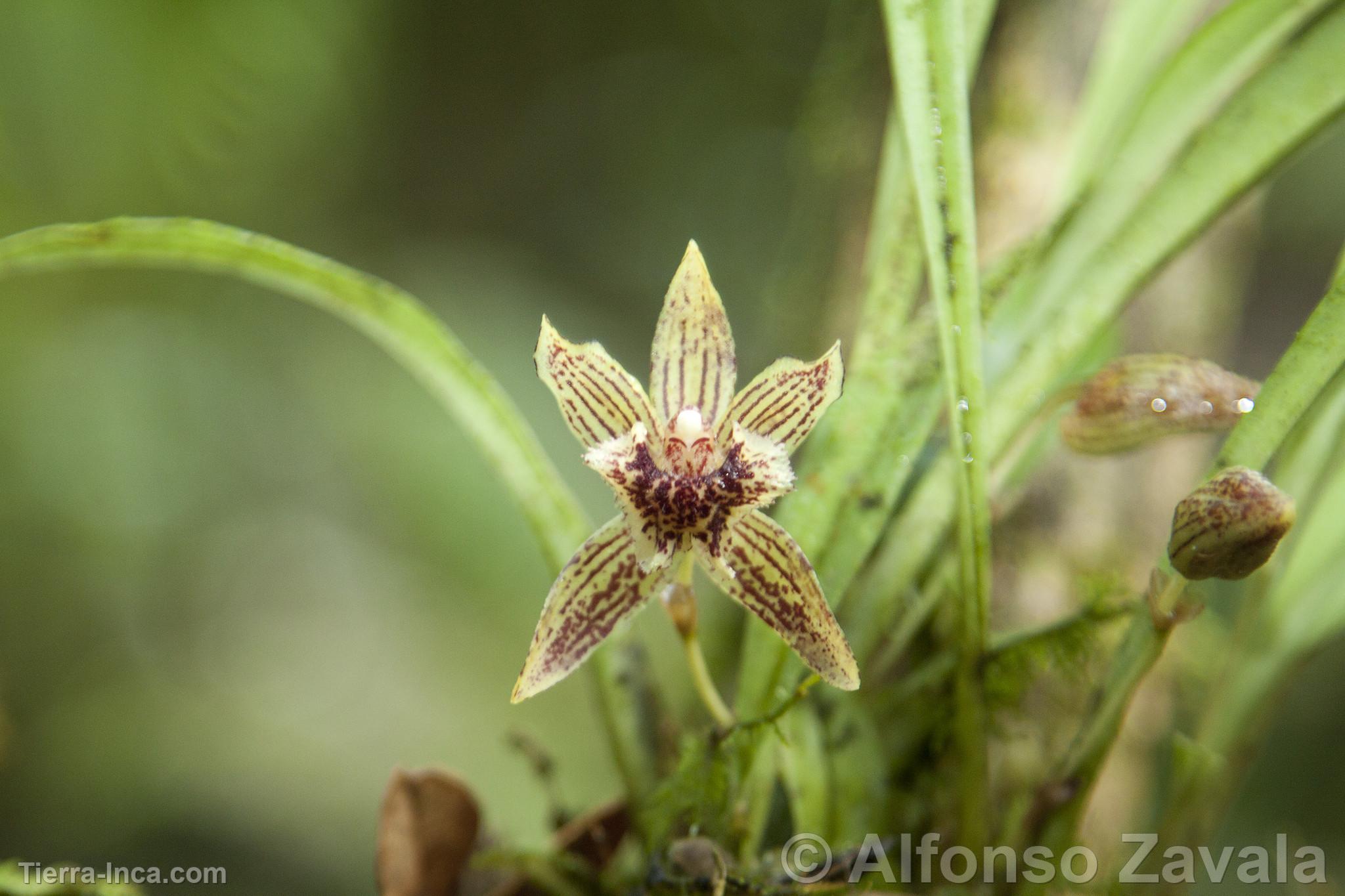 Orquídea en Machu Picchu