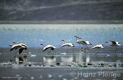 Flamencos o Parihuanas, Reserva Nacional de Salinas y Aguada Blanca (Arequipa)