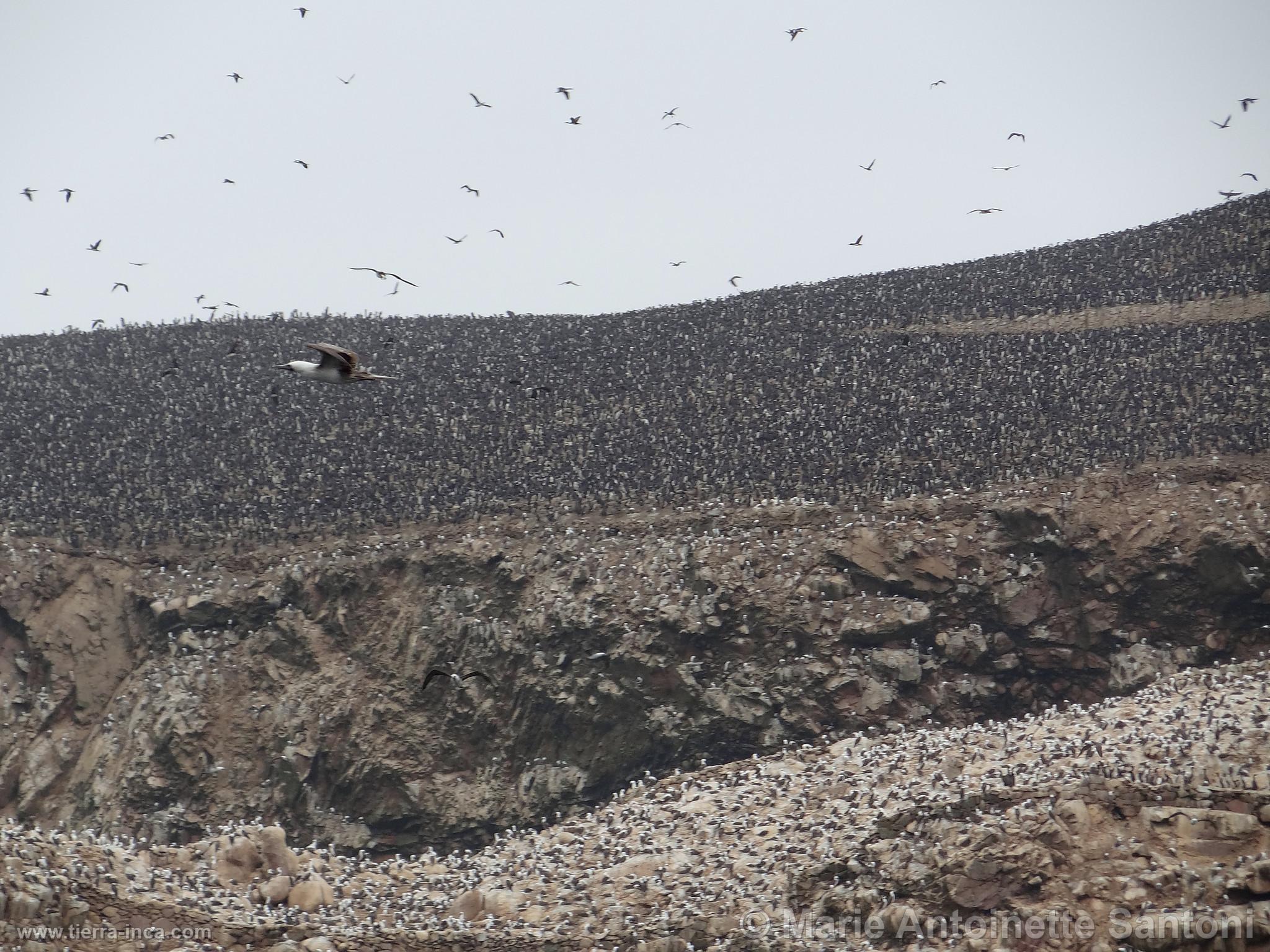 Islas Ballestas, Paracas