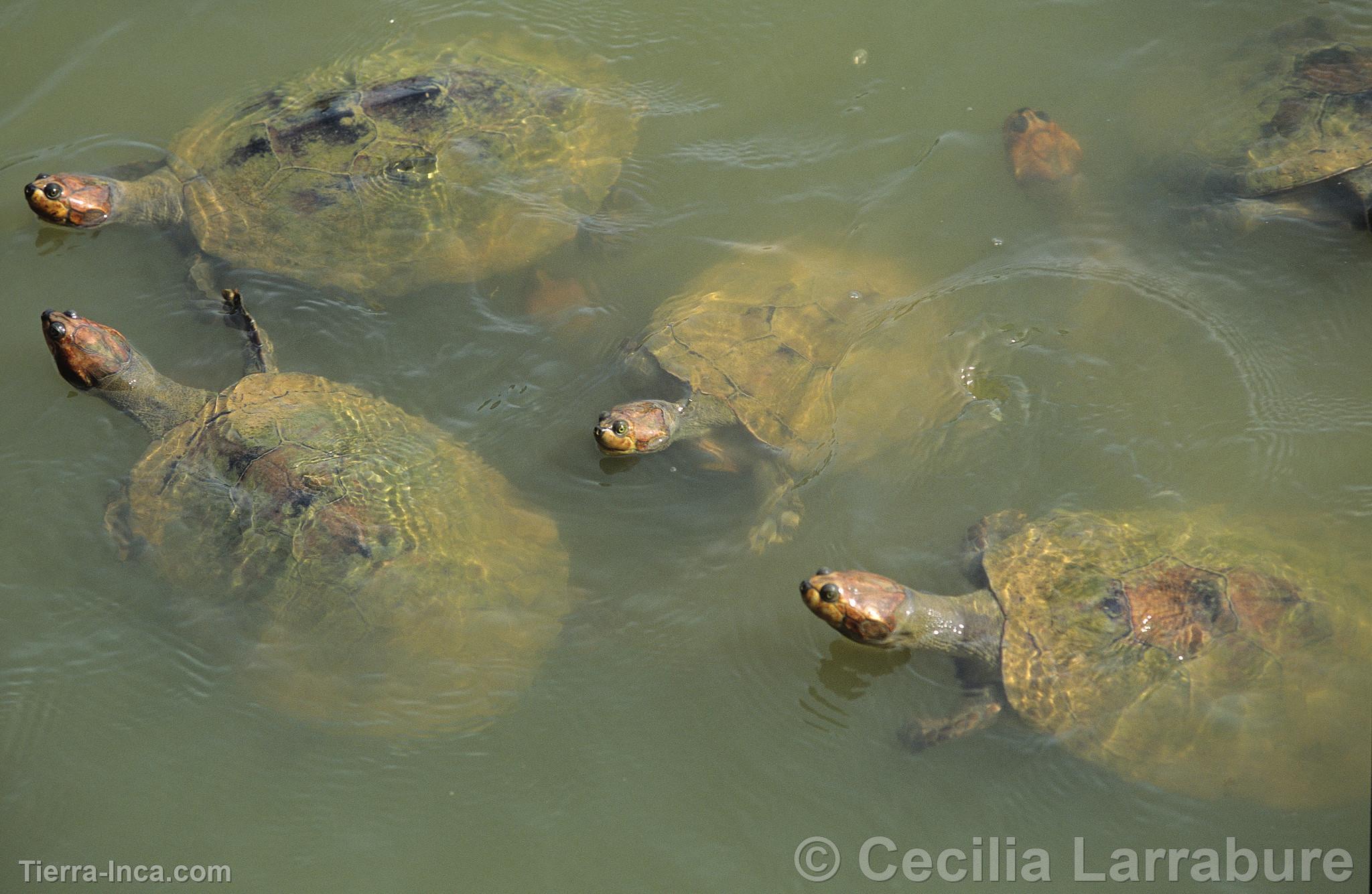 Tortugas de rio