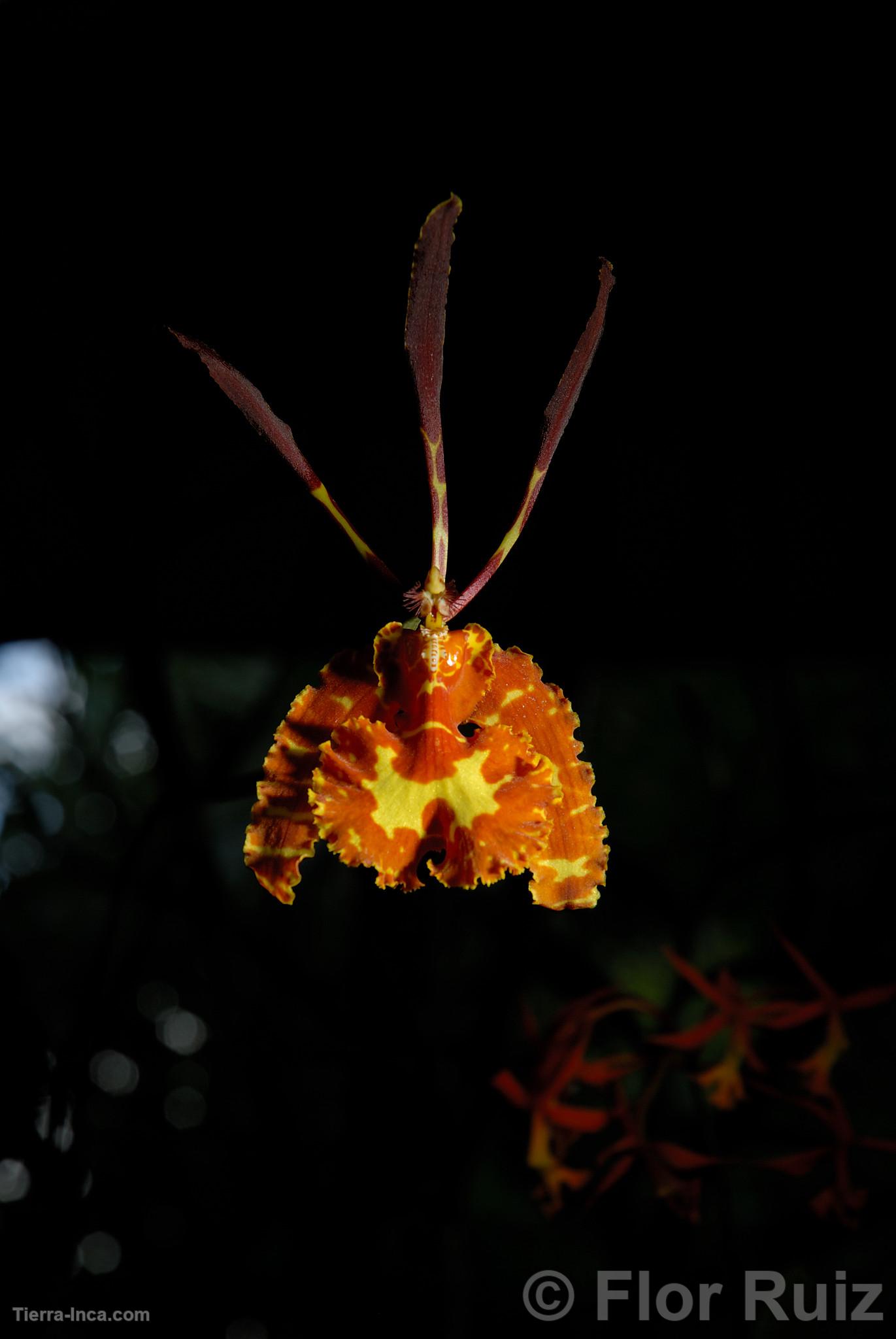 Orqudea