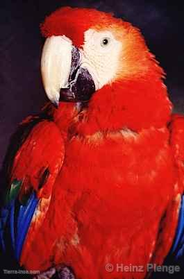 Guacamayo