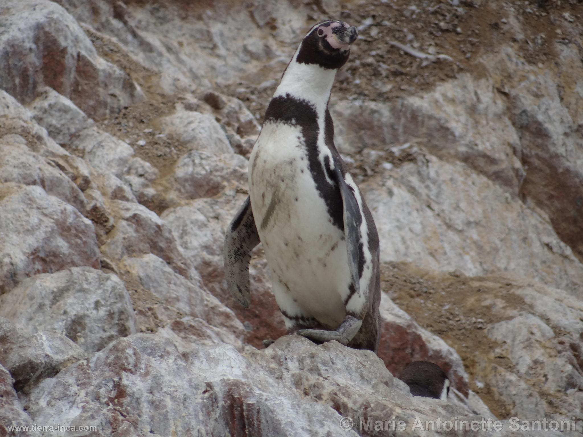 Islas Ballestas, Paracas