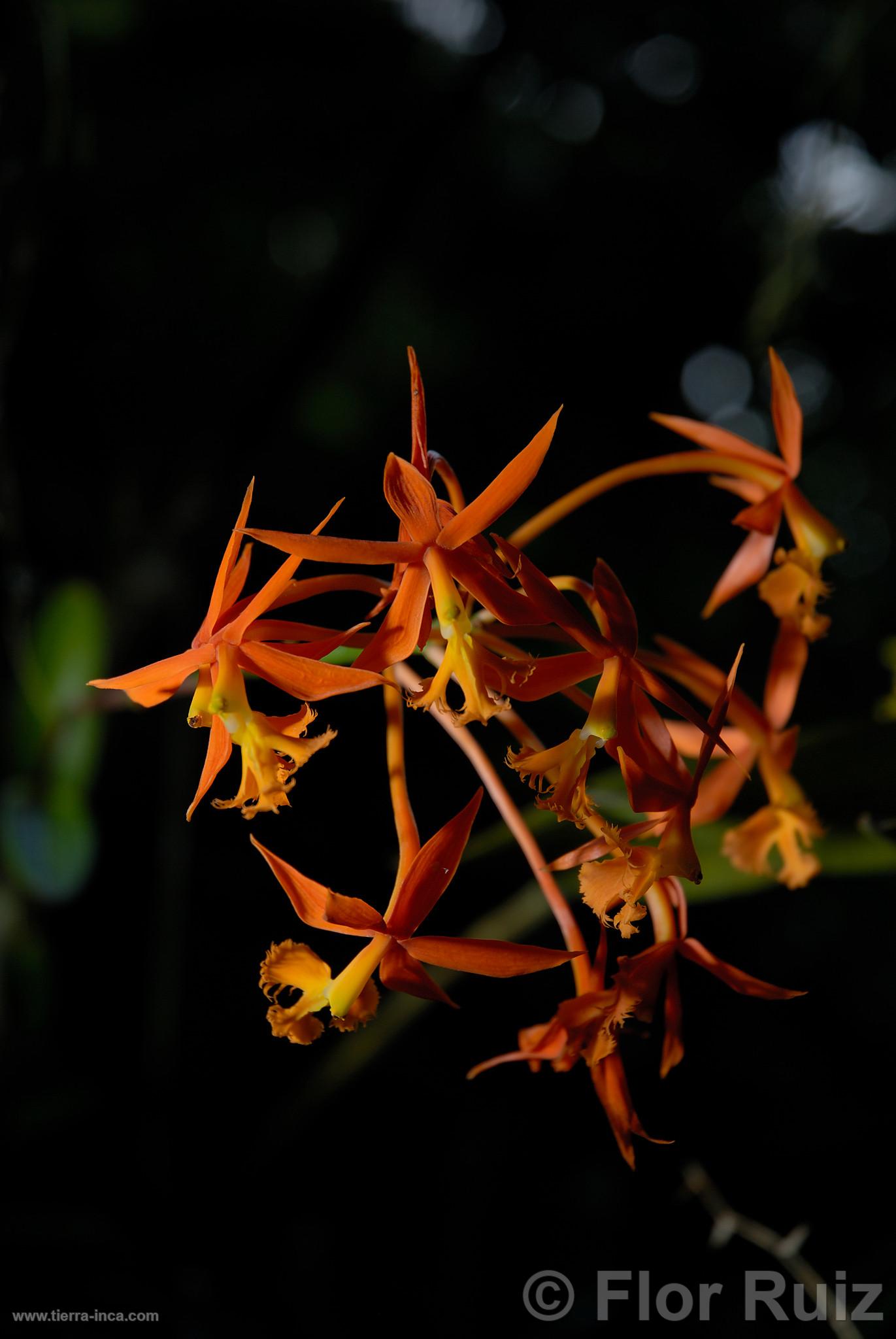 Orqudea