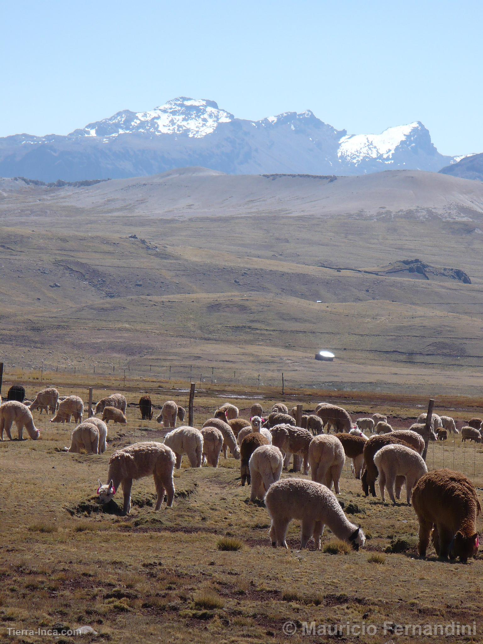 Cría de alapcas