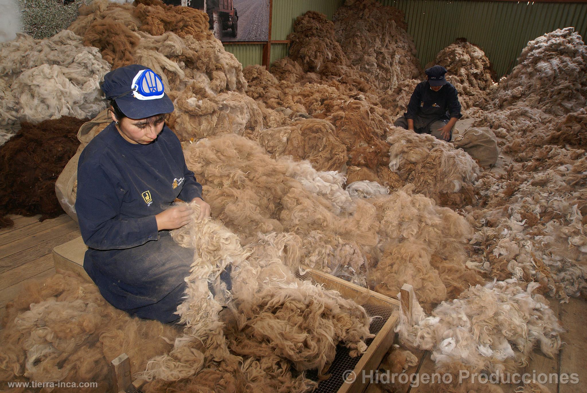 Seleccin de fibra de alpaca