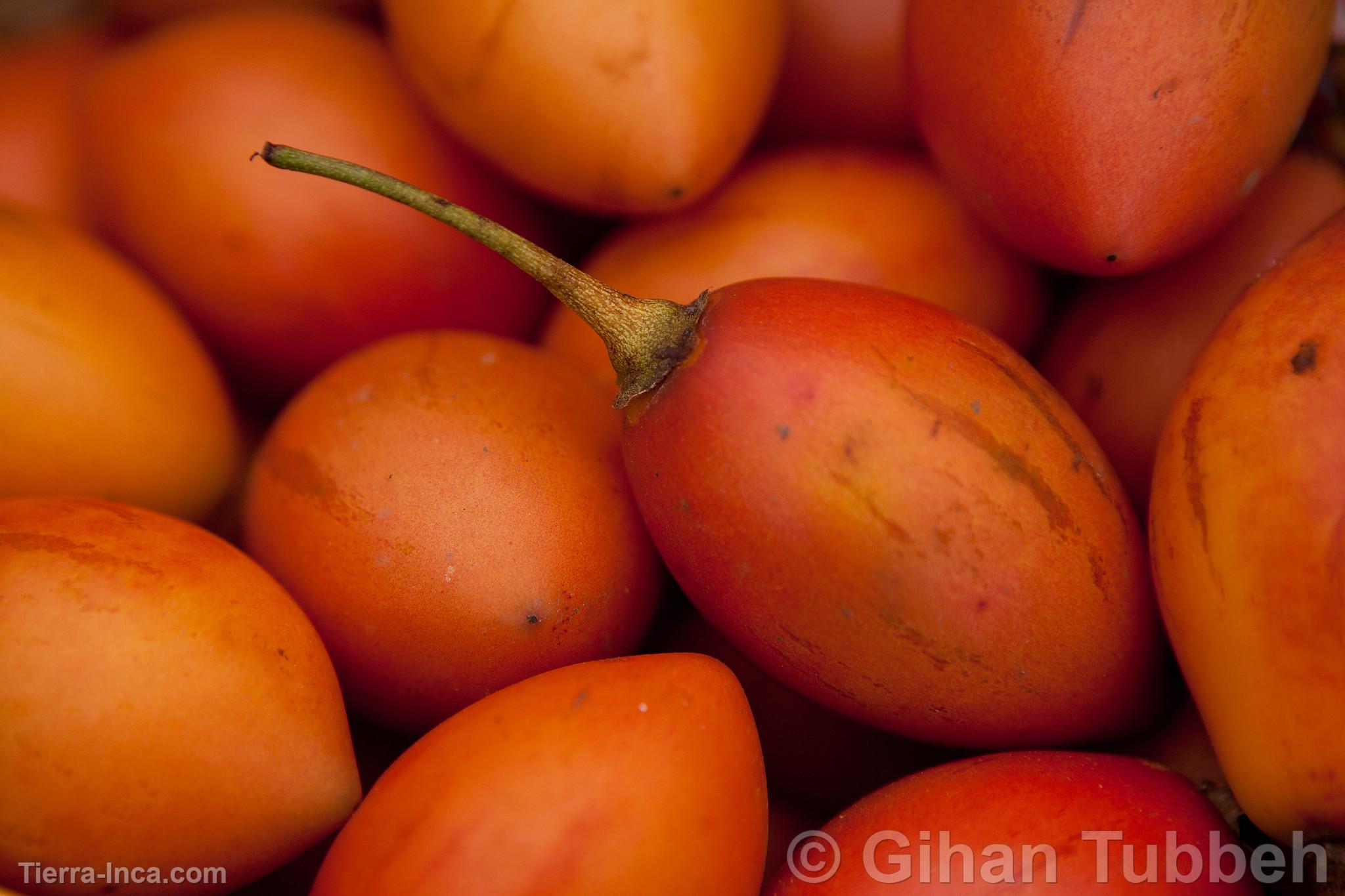 Tamarillo