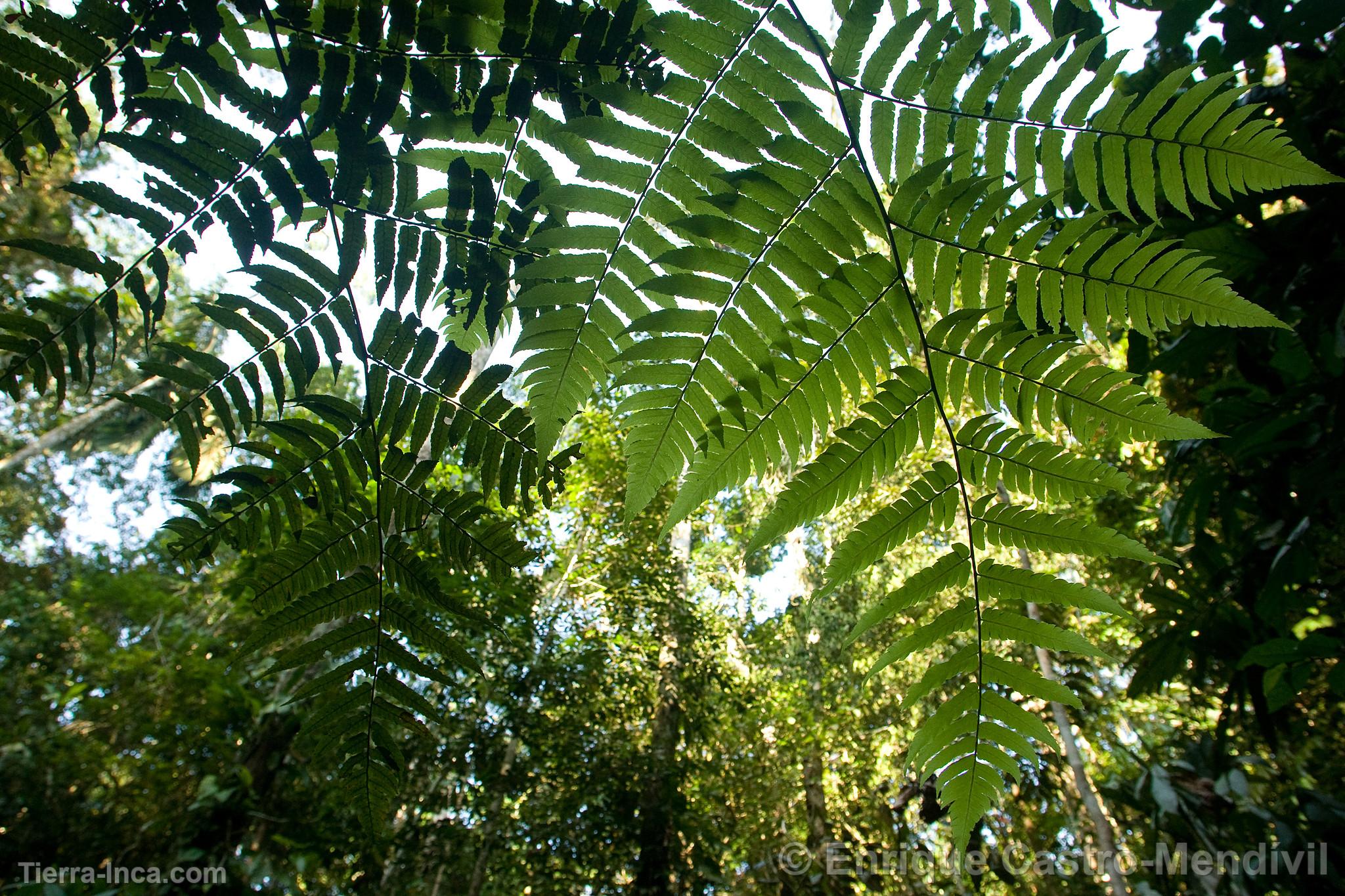 Parque Nacional del Manu