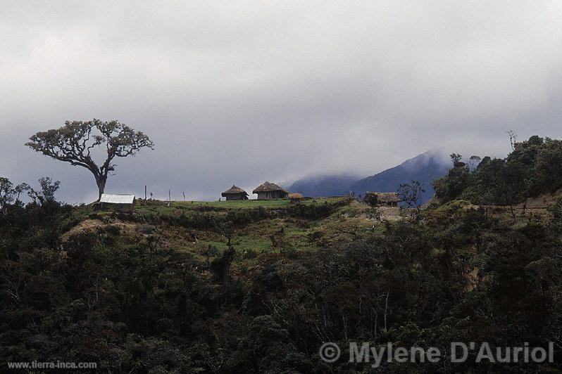 Bosque nuboso