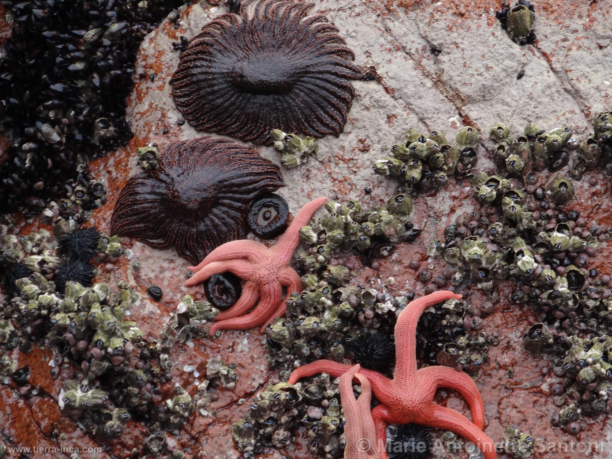 Islas Ballestas, Paracas