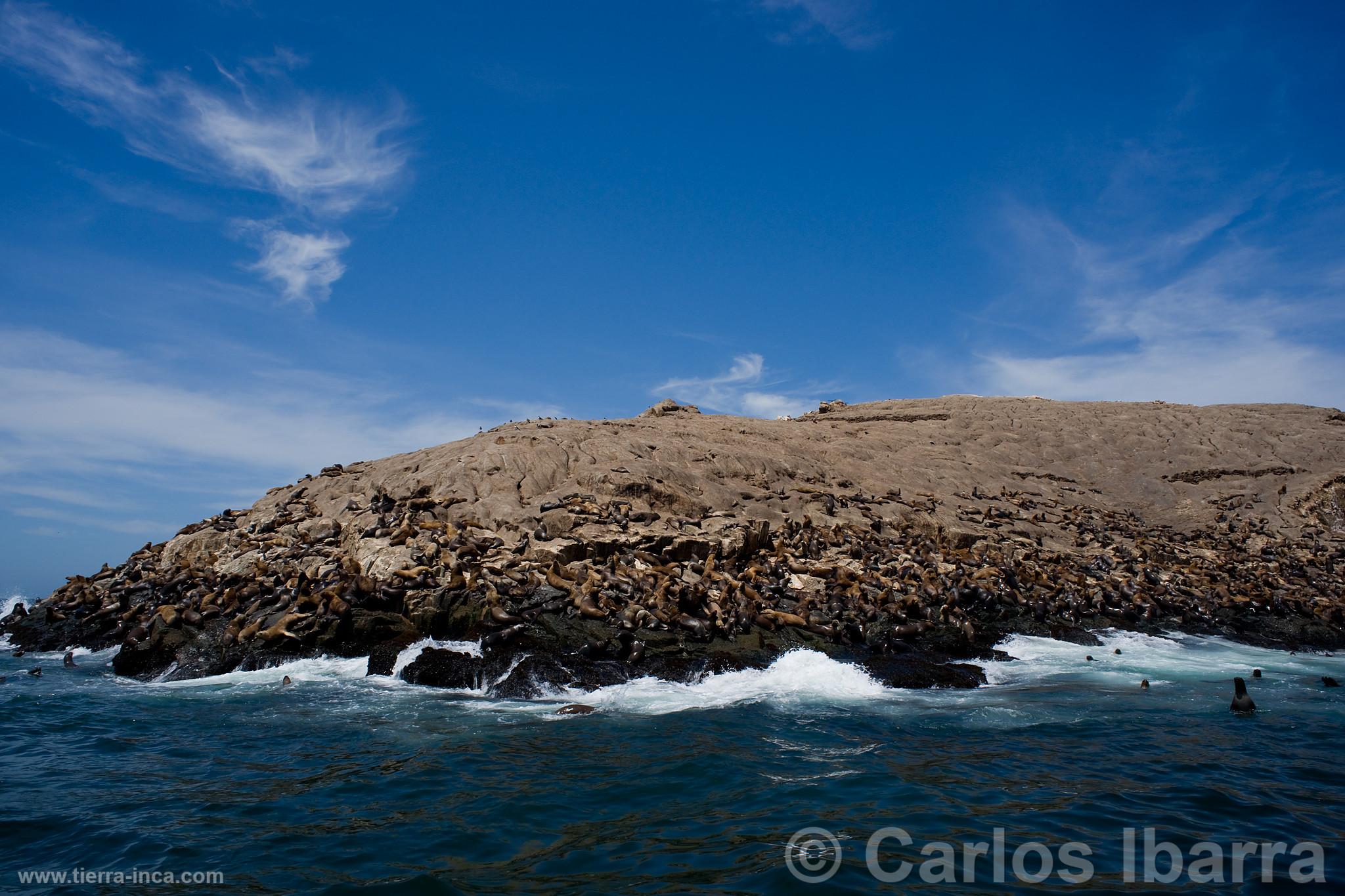 Lobos marinos en las Islas Palomino, Callao