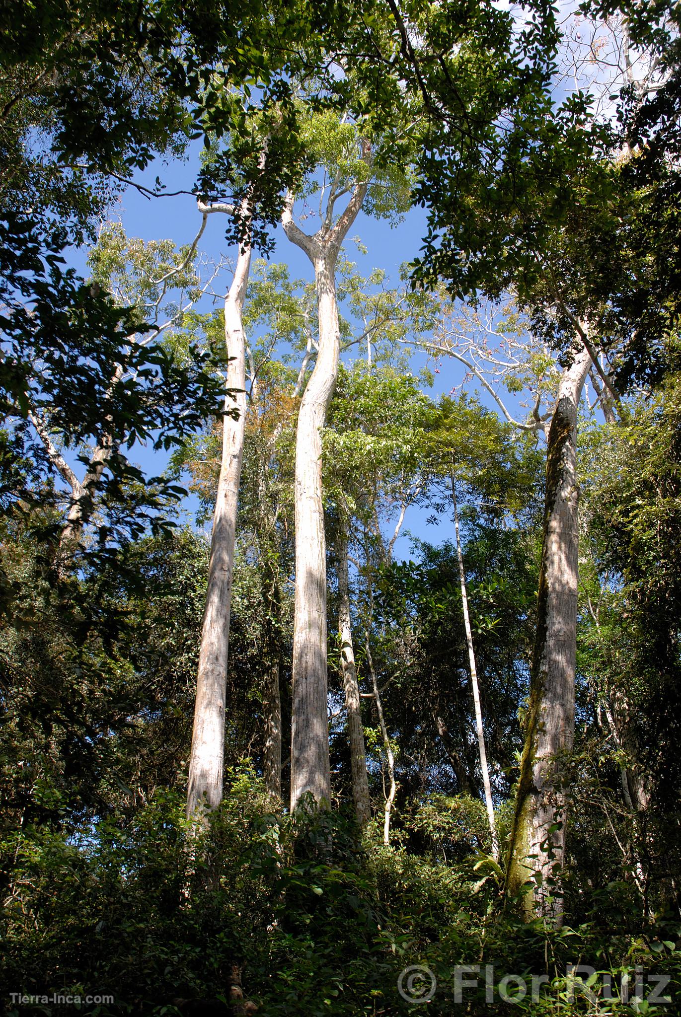 Reserva de Tingana