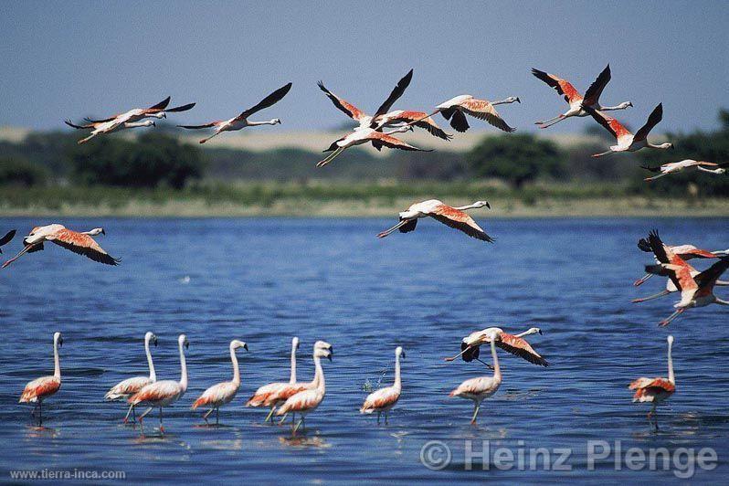 Flamencos