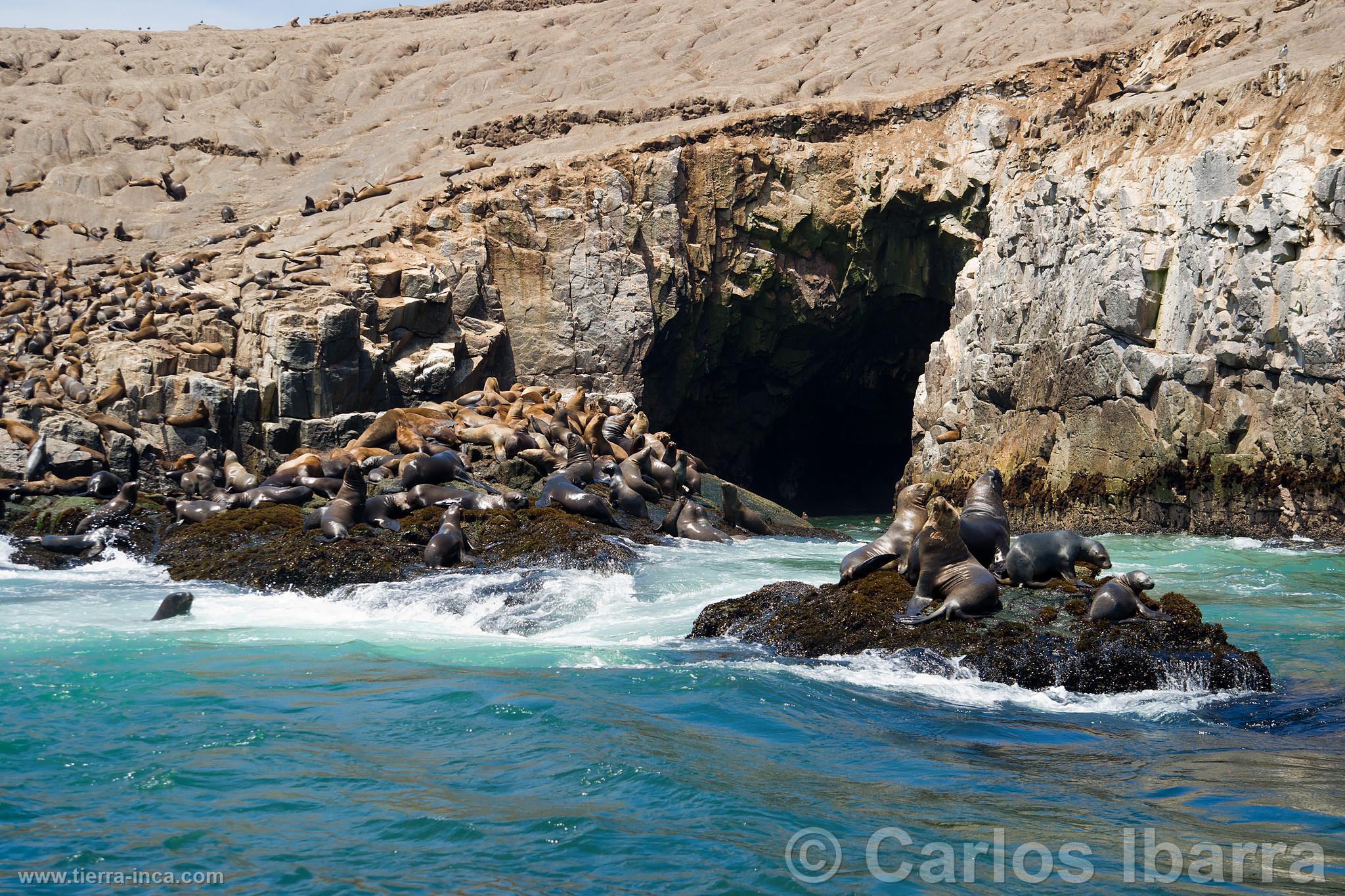 Lobos marinos en las Islas Palomino, Callao