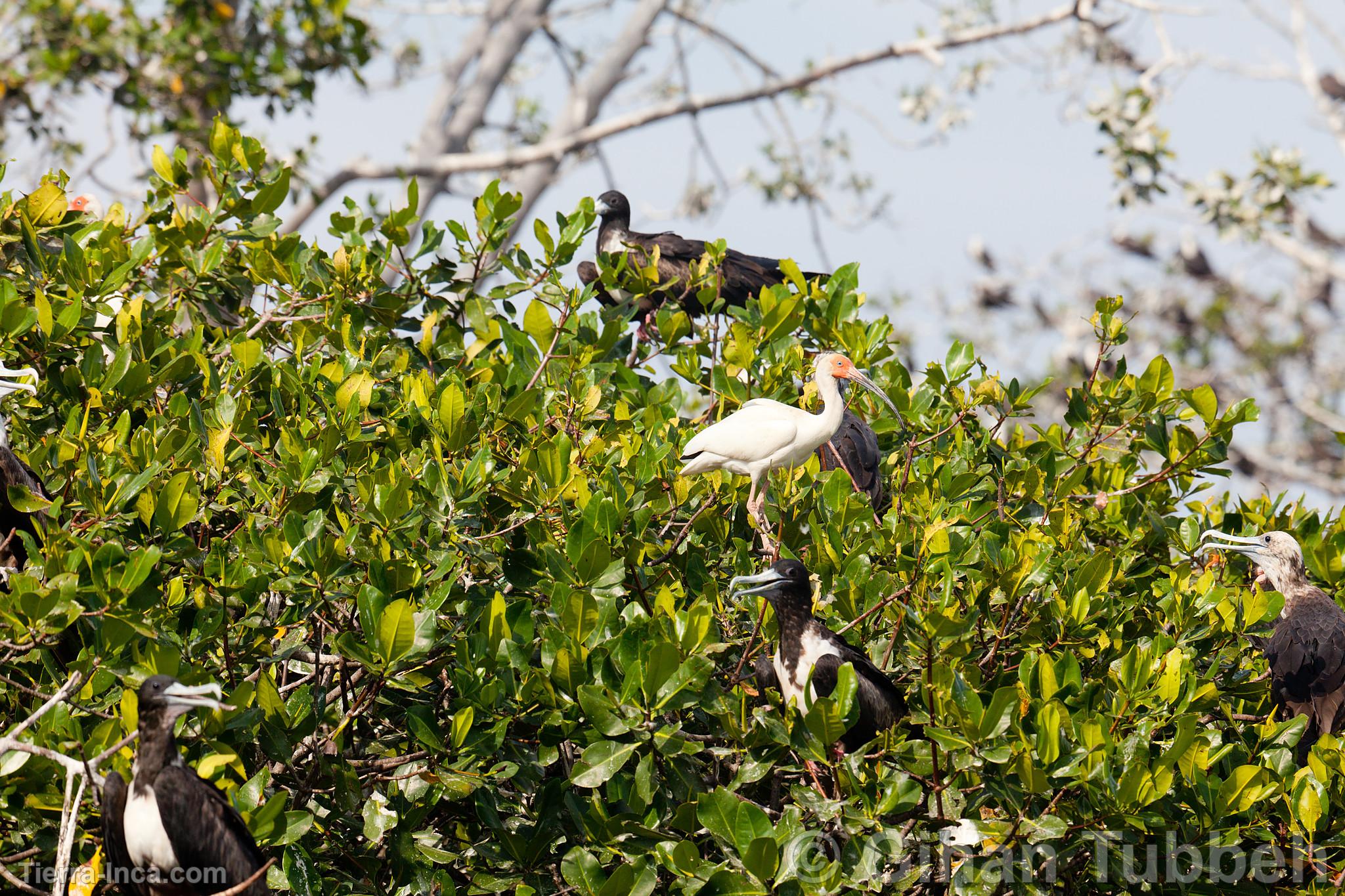 Aves en los manglares de Tumbes