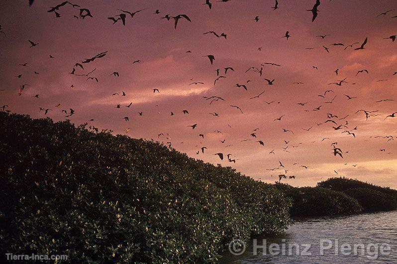 Manglares al atardecer, cielo rojizo y pájaros volando