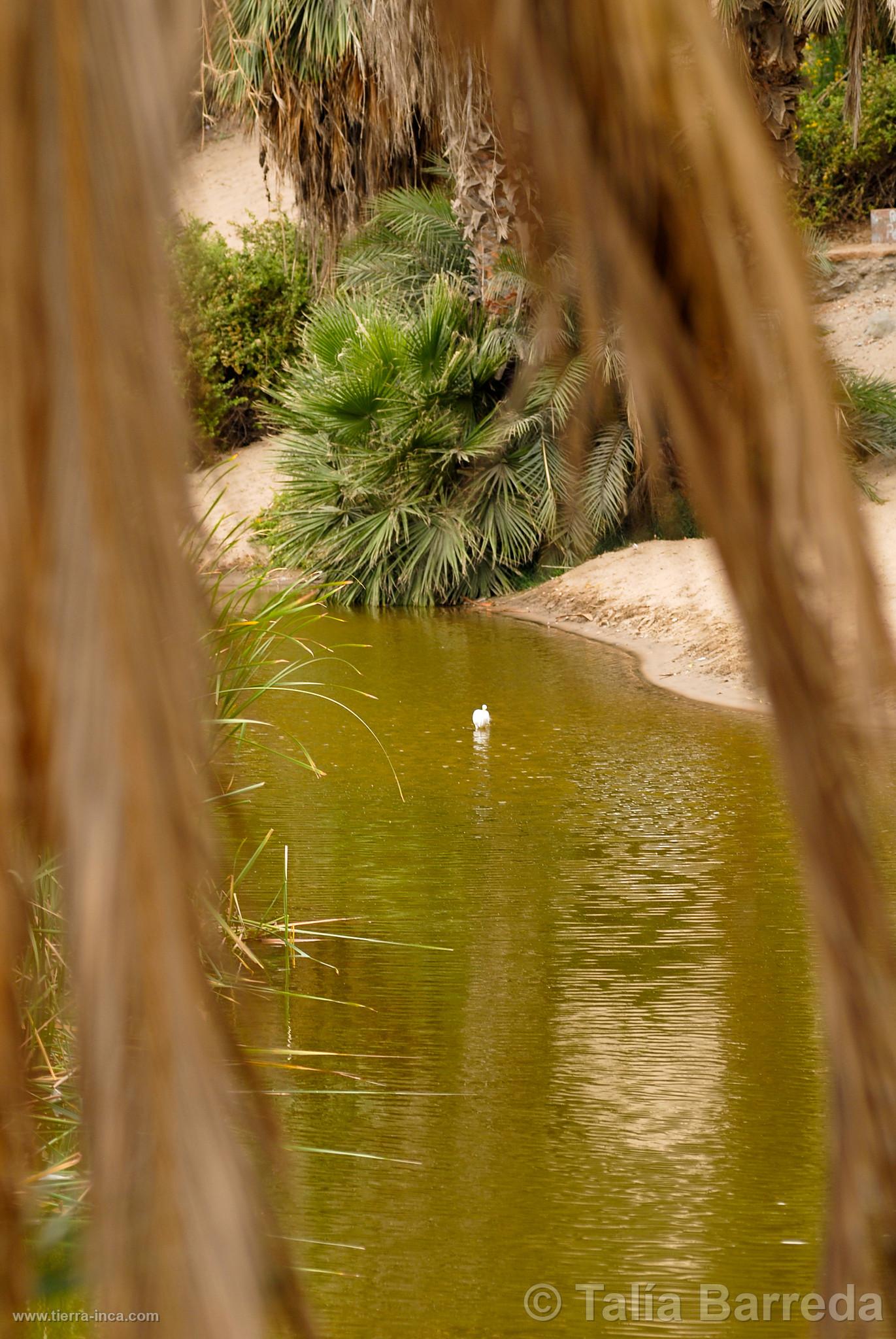 Laguna de Huacachina