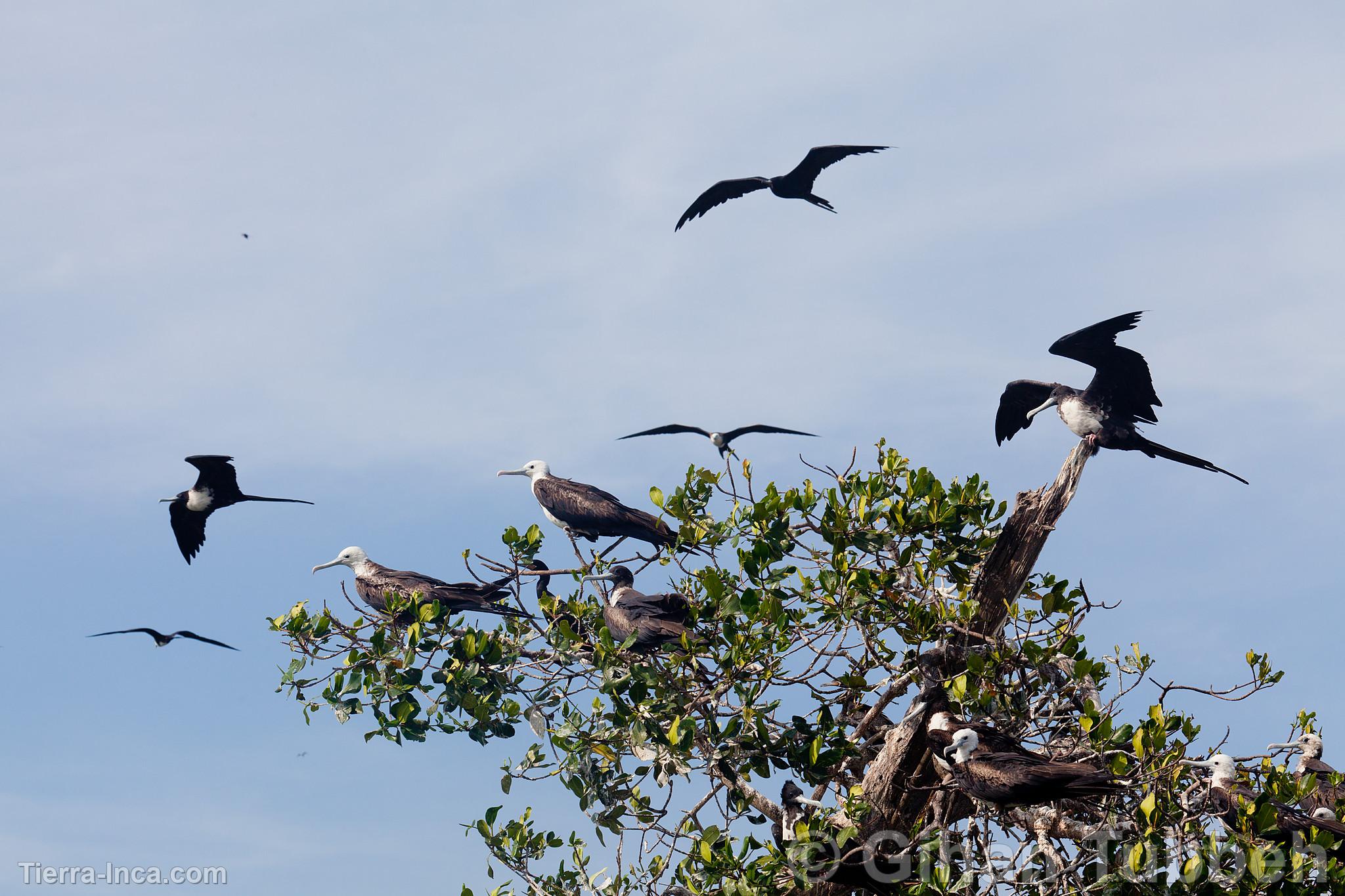 Aves fragata en los manglares de Tumbes