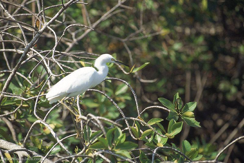 Garza blanca